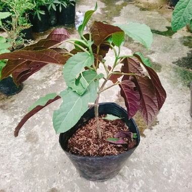 Cây Hoa Pháo Bông - Hoa Thiên Phúc - Cây Cảnh Đẹp Giá Chỉ 55.000đ 2