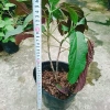 Cây Hoa Pháo Bông - Hoa Thiên Phúc - Cây Cảnh Đẹp Giá Chỉ 55.000đ 3