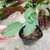 Cây Hoa Pháo Bông - Hoa Thiên Phúc - Cây Cảnh Đẹp Giá Chỉ 55.000đ 4