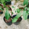 Cây Hoa Pháo Bông - Hoa Thiên Phúc - Cây Cảnh Đẹp Giá Chỉ 55.000đ 8