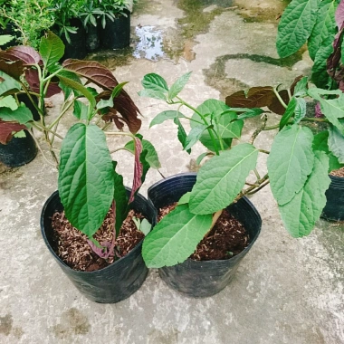 Cây Hoa Pháo Bông - Hoa Thiên Phúc - Cây Cảnh Đẹp Giá Chỉ 55.000đ 8