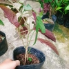 Cây Hoa Pháo Bông - Hoa Thiên Phúc - Cây Cảnh Đẹp Giá Chỉ 55.000đ 9