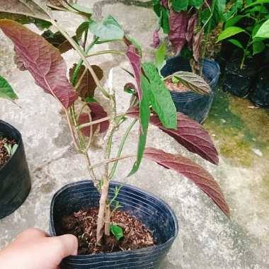 Cây Hoa Pháo Bông - Hoa Thiên Phúc - Cây Cảnh Đẹp Giá Chỉ 55.000đ 9