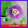 Cây Hoa Sao Biển Tím - Cây Cảnh Đẹp, Giá Gốc 67.650đ Giảm còn 55.000đ
