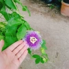 Cây Hoa Sao Biển Tím - Cây Cảnh Đẹp, Giá Gốc 67.650đ Giảm còn 55.000đ 3