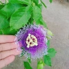 Cây Hoa Sao Biển Tím - Cây Cảnh Đẹp, Giá Gốc 67.650đ Giảm còn 55.000đ 4