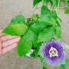 Cây Hoa Sao Biển Tím - Cây Cảnh Đẹp, Giá Gốc 67.650đ Giảm còn 55.000đ 7