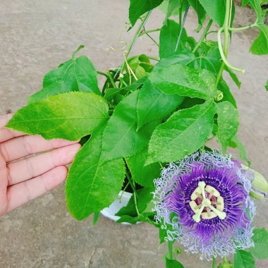 Cây Hoa Sao Biển Tím - Cây Cảnh Đẹp, Giá Gốc 67.650đ Giảm còn 55.000đ 7 Cây Hoa Sao Biển Tím - Cây Cảnh Đẹp, Giá Gốc 67.650đ Giảm còn 55.000đ 7