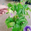 Cây Hoa Sao Biển Tím - Cây Cảnh Đẹp, Giá Gốc 67.650đ Giảm còn 55.000đ 8