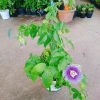Cây Hoa Sao Biển Tím - Cây Cảnh Đẹp, Giá Gốc 67.650đ Giảm còn 55.000đ 9