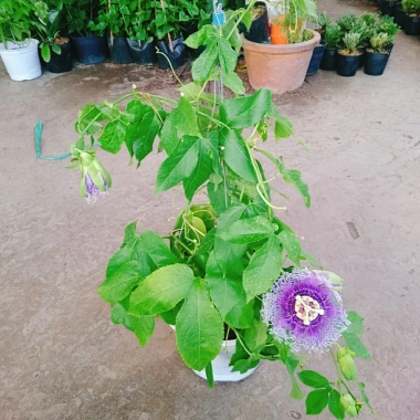 Cây Hoa Sao Biển Tím - Cây Cảnh Đẹp, Giá Gốc 67.650đ Giảm còn 55.000đ 9 Cây Hoa Sao Biển Tím - Cây Cảnh Đẹp, Giá Gốc 67.650đ Giảm còn 55.000đ 9