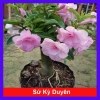 Cây Hoa Sứ Kỳ Duyên - Cây Cảnh Để Bàn Giá Rẻ 55k, Đẹp Sang Trọng, Dễ Chăm Sóc