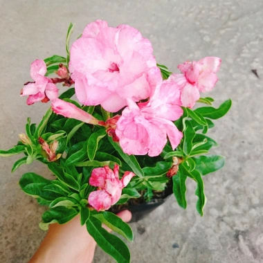 Cây Hoa Sứ Kỳ Duyên - Cây Cảnh Để Bàn Giá Rẻ 55k, Đẹp Sang Trọng, Dễ Chăm Sóc 2 Cây Hoa Sứ Kỳ Duyên - Cây Cảnh Để Bàn Giá Rẻ 55k, Đẹp Sang Trọng, Dễ Chăm Sóc 2