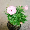 Cây Hoa Sứ Kỳ Duyên - Cây Cảnh Để Bàn Giá Rẻ 55k, Đẹp Sang Trọng, Dễ Chăm Sóc 3