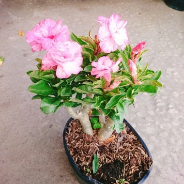 Cây Hoa Sứ Kỳ Duyên - Cây Cảnh Để Bàn Giá Rẻ 55k, Đẹp Sang Trọng, Dễ Chăm Sóc