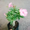 Cây Hoa Sứ Kỳ Duyên - Cây Cảnh Để Bàn Giá Rẻ 55k, Đẹp Sang Trọng, Dễ Chăm Sóc 5