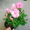 Cây Hoa Sứ Kỳ Duyên - Cây Cảnh Để Bàn Giá Rẻ 55k, Đẹp Sang Trọng, Dễ Chăm Sóc 6