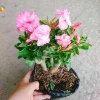 Cây Hoa Sứ Kỳ Duyên - Cây Cảnh Để Bàn Giá Rẻ 55k, Đẹp Sang Trọng, Dễ Chăm Sóc 7