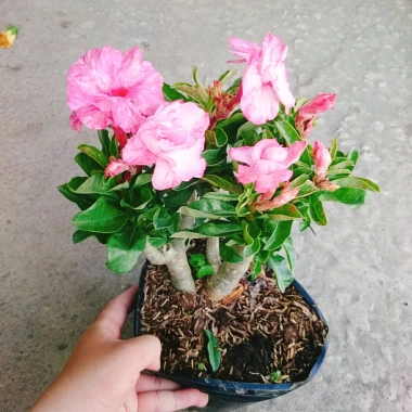 Cây Hoa Sứ Kỳ Duyên - Cây Cảnh Để Bàn Giá Rẻ 55k, Đẹp Sang Trọng, Dễ Chăm Sóc