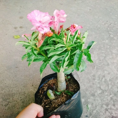Cây Hoa Sứ Kỳ Duyên - Cây Cảnh Để Bàn Giá Rẻ 55k, Đẹp Sang Trọng, Dễ Chăm Sóc 8 Cây Hoa Sứ Kỳ Duyên - Cây Cảnh Để Bàn Giá Rẻ 55k, Đẹp Sang Trọng, Dễ Chăm Sóc 8