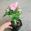 Cây Hoa Sứ Kỳ Duyên - Cây Cảnh Để Bàn Giá Rẻ 55k, Đẹp Sang Trọng, Dễ Chăm Sóc 9