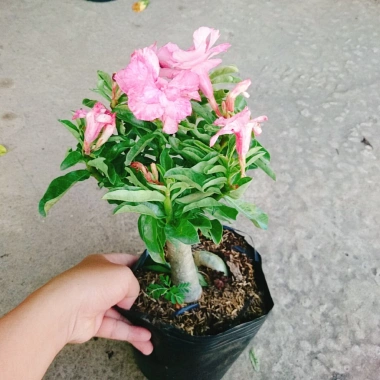 Cây Hoa Sứ Kỳ Duyên - Cây Cảnh Để Bàn Giá Rẻ 55k, Đẹp Sang Trọng, Dễ Chăm Sóc
