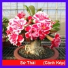 Cây hoa sứ thái - Cây cảnh đẹp, giảm giá chỉ 25.000 VND, giá gốc 30.750 VND