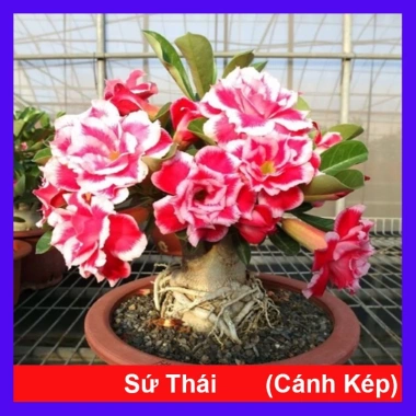 Cây hoa sứ thái - Cây cảnh đẹp, giảm giá chỉ 25.000 VND, giá gốc 30.750 VND