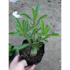 Cây hoa sứ thái - Cây cảnh đẹp, giảm giá chỉ 25.000 VND, giá gốc 30.750 VND 2