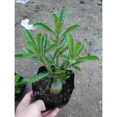 Cây hoa sứ thái - Cây cảnh đẹp, giảm giá chỉ 25.000 VND, giá gốc 30.750 VND