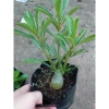 Cây hoa sứ thái - Cây cảnh đẹp, giảm giá chỉ 25.000 VND, giá gốc 30.750 VND 3