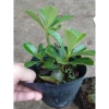 Cây hoa sứ thái - Cây cảnh đẹp, giảm giá chỉ 25.000 VND, giá gốc 30.750 VND 5