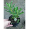 Cây hoa sứ thái - Cây cảnh đẹp, giảm giá chỉ 25.000 VND, giá gốc 30.750 VND 6