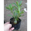 Cây hoa sứ thái - Cây cảnh đẹp, giảm giá chỉ 25.000 VND, giá gốc 30.750 VND 7