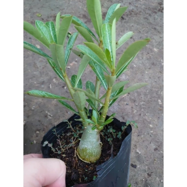 Cây hoa sứ thái - Cây cảnh đẹp, giảm giá chỉ 25.000 VND, giá gốc 30.750 VND