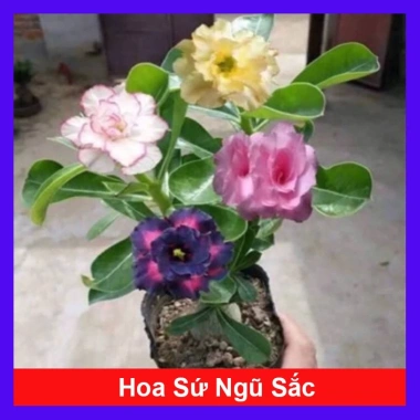 Cây Hoa Sứ Thái Ghép Nhiều Màu - Cây Cảnh Nội Thất Giá Ưu Đãi 115k