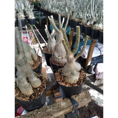 Cây Hoa Sứ Thái Ghép Nhiều Màu - Cây Cảnh Nội Thất Giá Ưu Đãi 115k 3