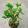 Cây Hoa Sứ Thái Ghép Nhiều Màu - Cây Cảnh Nội Thất Giá Ưu Đãi 115k 4