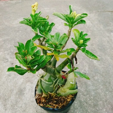Cây Hoa Sứ Thái Ghép Nhiều Màu - Cây Cảnh Nội Thất Giá Ưu Đãi 115k 4