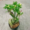 Cây Hoa Sứ Thái Ghép Nhiều Màu - Cây Cảnh Nội Thất Giá Ưu Đãi 115k 5