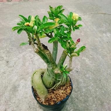 Cây Hoa Sứ Thái Ghép Nhiều Màu - Cây Cảnh Nội Thất Giá Ưu Đãi 115k 5