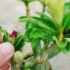Cây Hoa Sứ Thái Ghép Nhiều Màu - Cây Cảnh Nội Thất Giá Ưu Đãi 115k 6