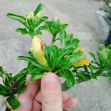 Cây Hoa Sứ Thái Ghép Nhiều Màu - Cây Cảnh Nội Thất Giá Ưu Đãi 115k 7