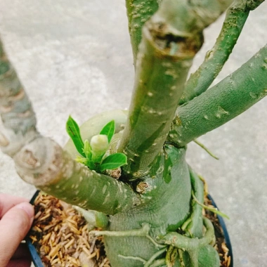 Cây Hoa Sứ Thái Ghép Nhiều Màu - Cây Cảnh Nội Thất Giá Ưu Đãi 115k 8