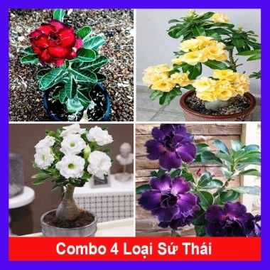 Cây hoa sứ thái kép đa màu đỏ, vàng, trắng, tím - Giá ưu đãi 75.000 VND