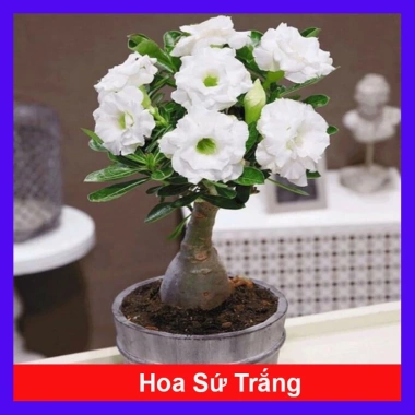 Cây hoa sứ thái kép đa màu đỏ, vàng, trắng, tím - Giá ưu đãi 75.000 VND