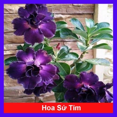 Cây hoa sứ thái kép đa màu đỏ, vàng, trắng, tím - Giá ưu đãi 75.000 VND