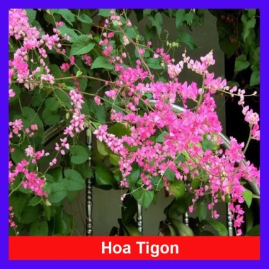 Cây hoa Tigon - Cây cảnh sân vườn, giá ưu đãi 29.800đ, xanh tươi, dễ chăm sóc