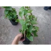 Cây hoa Tigon - Cây cảnh sân vườn, giá ưu đãi 29.800đ, xanh tươi, dễ chăm sóc 5