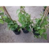 Cây hoa Tigon - Cây cảnh sân vườn, giá ưu đãi 29.800đ, xanh tươi, dễ chăm sóc 6